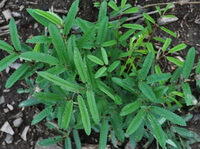 Sanguisorba officinalis var.longifolia Bert.Yu et Li.:growing plant