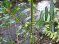 Sanguisorba officinalis var.longifolia Bert.Yu et Li.:voksende plante