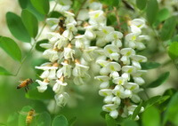 Sophora japonica L.:blomstrende træ