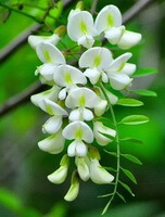 Sophora japonica L.:blühender Baum