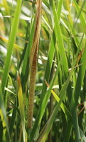 les plantes de Typha angustata Bory et Chaub poussent en grappe