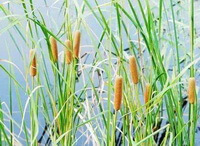 Des plantes de Typha angustifolia L. avec plusieurs pointes brunâtres poussent dans le lac