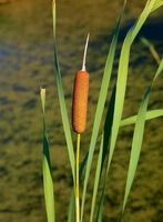 une plante fructifère de Typha latifolia avec un épi brunâtre pousse dans un lac