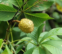 Aesculus chinensis Bge.:fruiting tree