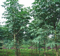 Aesculus chinensis Bge.:growing trees