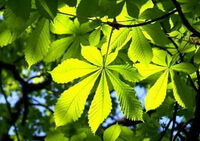 Aesculus chinensis Bge.:leaves