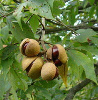 Aesculus chinensis Bge.:Früchte auf Bäumen