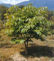 Aesculus wilsonii Rehd.:albero in crescita