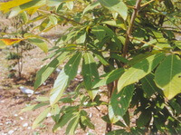 Aesculus wilsonii Rehd.:albero in crescita