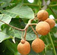 Aesculus wilsonii Rehd.:frutta