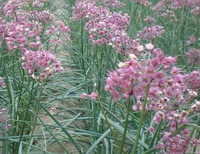 Allium chinensis G. Don.:blomstrende plante