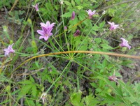 Allium chinensis G. Don.:blühende Pflanze
