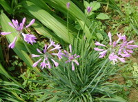 Allium chinensis G. Don.:blomstrende plante