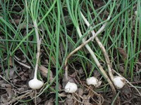 Allium macrostemon Bge.:Pflanze mit Rhizom