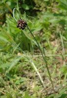 Allium macrostemon Bge.:blühende Pflanze