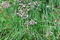 Allium macrostemon Bge.:blomstrende plante