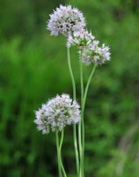 Allium macrostemon Bunge.:flowering plant
