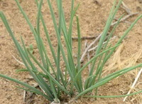 Allium meriniflorum Herb.Baker.:pianta in crescita