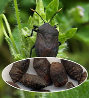 Aspongopus chinensis Dallas.:insekt og urter