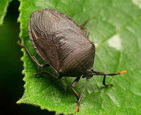 Aspongopus chinensis Dallas.:insecte vivant sur une feuille