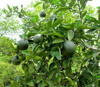 Citrus aurantium L.:fruiting tree