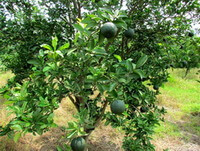 Citrus aurantium L.:fruiting tree