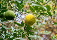 Citrus medica L.:arbre fruitier