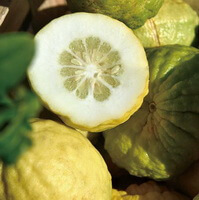 Citrus medica L.:fresh fruit