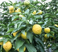 Citrus medica L.:fruiting tree