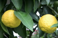 Citrus medica L.:fruiting tree