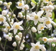 Citrus reticulata Blanco.:fioritura