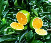 Citrus sinensis L. Osbeck.:frugter er åbne