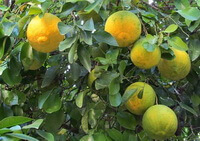 Citrus wilsonii Tanaka.:fruiting tree