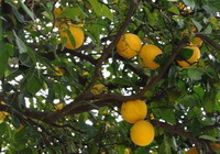 Citrus wilsonii Tanaka.:arbre fruitier