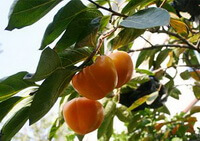 Diospyros kaki Thunb.:træ med frugter