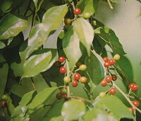 Lindera aggregata Sims Kosterm:fruiting plant