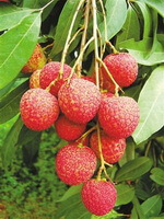 Litchi chinensis Sonn.:frugter på træet