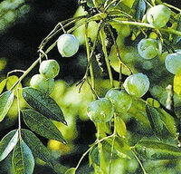 Melia toosendan Sieb.et Zucc.:fruiting tree