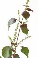 Perilla frutescensL.Britt.:Zeichnung der Pflanze