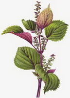 Perilla frutescensL.Britt.:Zeichnung der Pflanze