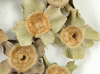 Persimmon Calyx:herb photo