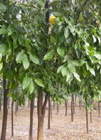 Poncirus trifoliata.:alberi in crescita