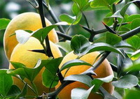 Poncirus trifoliata.:arbre aux fruits mûrs