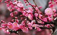 Prunus mume Sieb.Zieb.et Zucc.:blomstrende gren