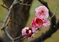 Prunus mume Sieb.Zieb.et Zucc.:blomster