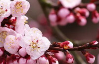 Prunus mume Sieb.Zieb.et Zucc.:blomster og knopper