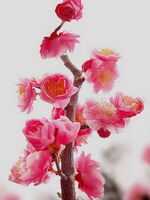 Prunus mume Sieb.Zieb.et Zucc.:blomstrende gren