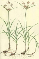 Cyperus rotundus L.:Zeichnung der ganzen Pflanze