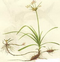 Cyperus rotundus L.:drawing of whole plant