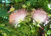 fleurs d albizia sur arbre